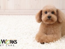 When to use a professional carpet cleaning service to remove pet stains